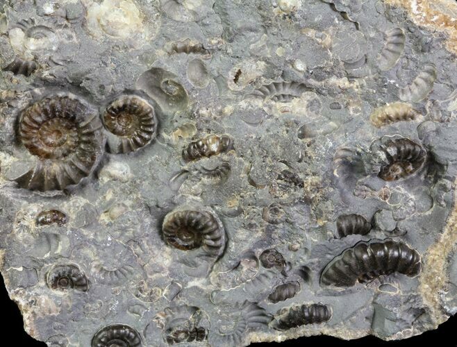 Ammonite Fossil (Promicroceras) Cluster - Somerset, England #63517